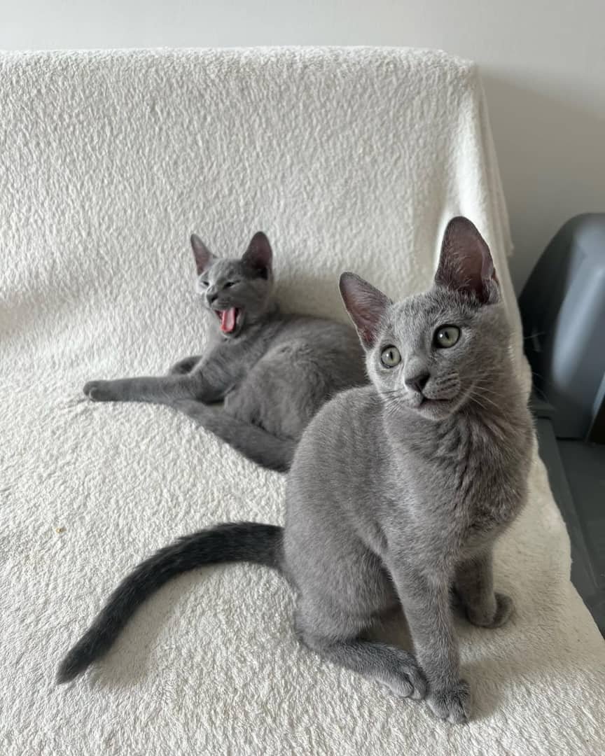 Russian Blue Kittens California - Growing Kittens - Socialized Russian Blue - Premium Cattery